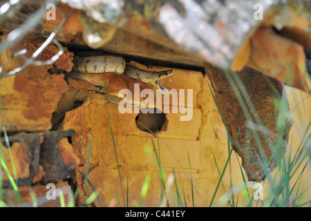 Leiter-Schlange (bieten Scalaris - Rhinechis Scalaris) unter dem Dach von einem alten Schuppen Gähnen Stockfoto