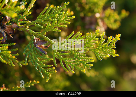 Juniperus horizontalis Blätter oder schleichende Juniper Blätter auf grüne Natur Hintergrund, Stockfoto