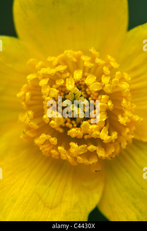 Das Zentrum von einem hellen Gelb Marsh Marigold (Caltha Palustris), eine britische wilde Blume UK Stockfoto