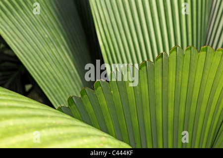 Tropischer Palmblätter Stockfoto