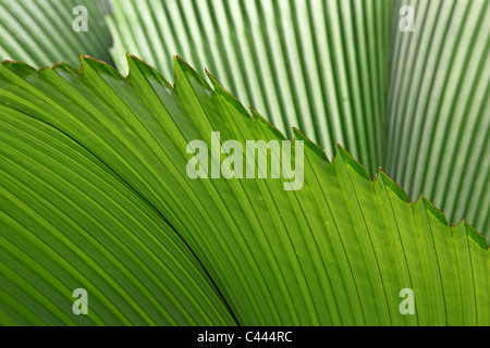 Tropischer Palmblätter Stockfoto