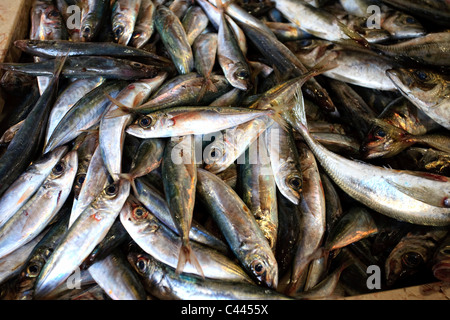 Fisch Markt, Lagos, Algarve, Portugal Stockfoto