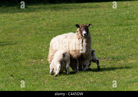 Ein Mutterschaf Twin Lämmer füttern Stockfoto