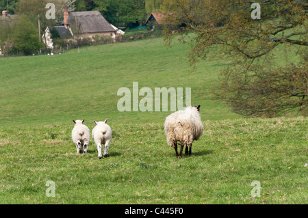 Ein Schaf mit zwei Lämmern auf Ackerland in Essex mit einem Reetdachhaus im Hintergrund. Stockfoto