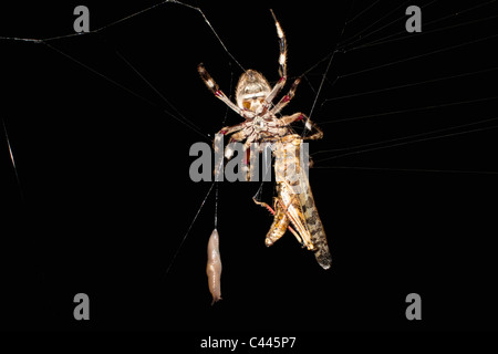 Ein Orb Spider in einem Netz mit einer Motte in der Nacht Stockfoto