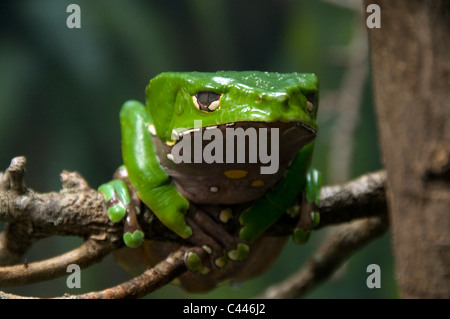 Riesige wachsartige Affe Frosch, Phyllomedusa SP., Frosch, grün, Tier, eins, Porträt, Zweige, Zoo, Florida, USA, Nordamerika Stockfoto