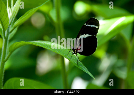 Gattung Heliconius, butterfly, Butterfly World, Florida, USA, Nordamerika, schwarz, blau, grün, Blatt Stockfoto