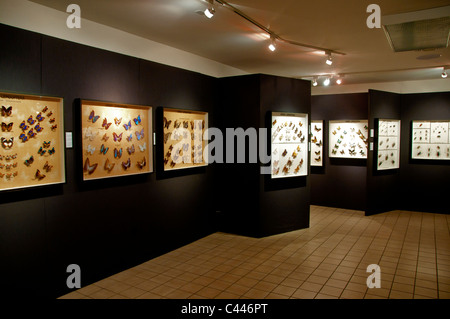 tropischen Insektensammlung, Schmetterling Welt, Passatwinde Park, Florida, Showroom, Ausstellung, USA, Nordamerika, Schmetterlinge Stockfoto