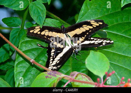riesige Schwalbenschwanz Schmetterling, Papilio Cresphontes, Paarung, Florida, USA, Nordamerika, Schmetterlinge, zwei Paar, Blatt, Landwirtschaft Stockfoto