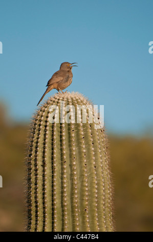 Kaktus-Zaunkönig, Vogel, Tier, Porträt, Gesang, sitzen, Kaktus, Saguaro Kaktus, Organ Pipe Cactus National Monument, Arizona, Mar Stockfoto