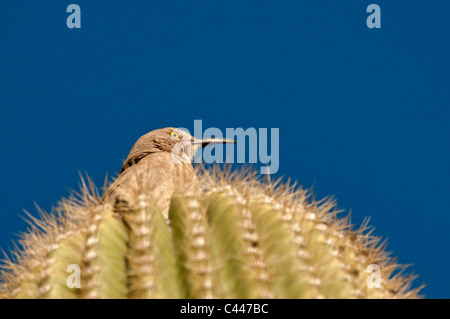 Kaktus-Zaunkönig, Vogel, Tier, Porträt, Saguaro Kaktus, Organ Pipe Cactus National Monument, Arizona, März, USA, Nordamerika, Am Stockfoto