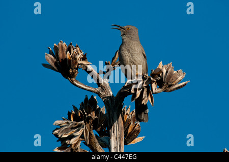 Kurve in Rechnung gestellt Thrasher, Toxostoma Curvirostre, Sonora-Wüste, Tiere, Vogel, sitzend, Himmel, trasher Stockfoto