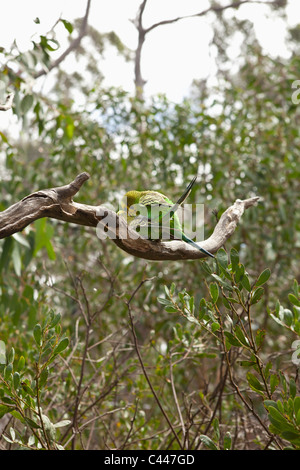 Zwei Wellensittiche auf einem Ast, Fitzroy Island, Australien Stockfoto