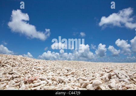 Korallen am Strand Stockfoto