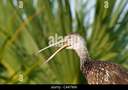 Limpkin, Aramus Guarauna, Florida, USA, Nordamerika, Tier, Vogel, Natur, Porträt, Schnabel, öffnen Stockfoto