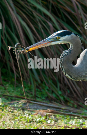 Great Blue Heron, Fang, Schlange, Wakodahatchee Feuchtgebiete, Delray Beach, Florida, USA, Nordamerika, Amerika, walking, searchin Stockfoto