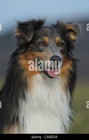 Australian Shepherd (Canis Lupus Familiaris), Porträt von männlichen Erwachsenen. Stockfoto