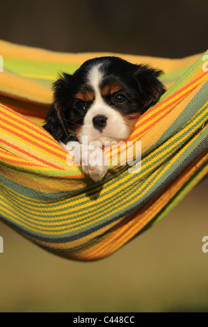 Cavalier King Charles Spaniel (Canis Lupus Familiaris), Welpen, bunte Hängematte. Stockfoto