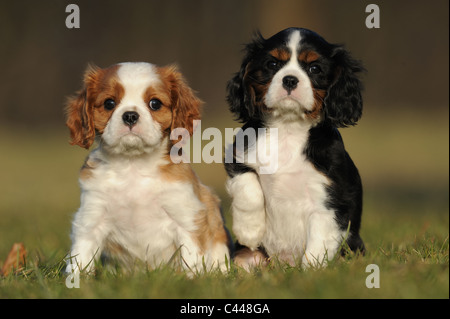 Cavalier King Charles Spaniel (Canis Lupus Familiaris), zwei Welpen sitzen im Rasen. Stockfoto