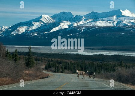 Caribou, Road, in der Nähe von Delta, Alaska, Nordamerika, USA, Tier, Gefahr, Verkehr, Straße Stockfoto