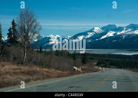 Caribou, Road, in der Nähe von Delta, Alaska, Nordamerika, USA, Tier, Gefahr, Verkehr, Straße Stockfoto