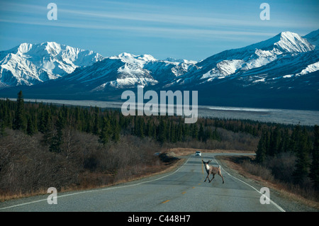 Caribou, Road, in der Nähe von Delta, Alaska, Nordamerika, USA, Tier, Gefahr, Verkehr, Straße Stockfoto