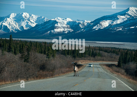 Caribou, Straße, in der Nähe von Delta, Alaska, Nordamerika, USA, Tier, Gefahr, Verkehr, Straße, Auto Stockfoto