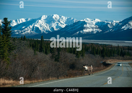 Caribou, Straße, in der Nähe von Delta, Alaska, Nordamerika, USA, Tier, Gefahr, Verkehr, Straße, Auto Stockfoto