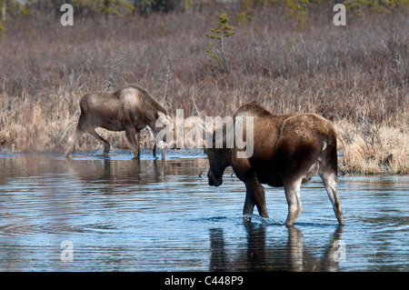 Elch, Alces Alces entlang Denali Highway, Alaska, Nordamerika, USA, Tier, Teich, zwei Stockfoto