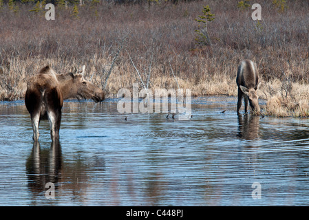 Elch, Alces Alces entlang Denali Highway, Alaska, Nordamerika, USA, Tier, Teich, zwei Stockfoto