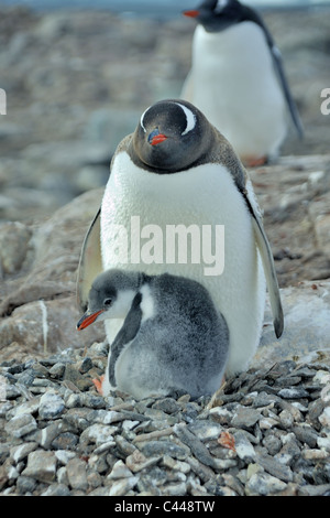 Gentoo Penguin Chick mit Elternteil - vertikal. Stockfoto