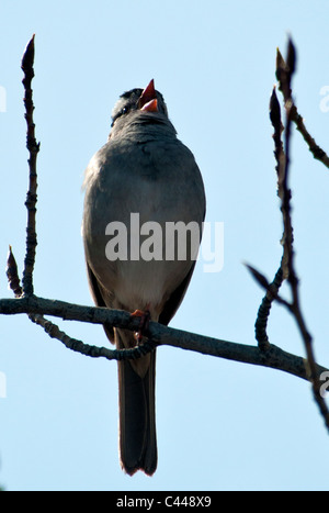 Schwarz-capped Meise, Parus Atricapillus entlang Denali Highway, Alaska, Nordamerika, USA, Vogel, Tier, Meise, singen, Stockfoto