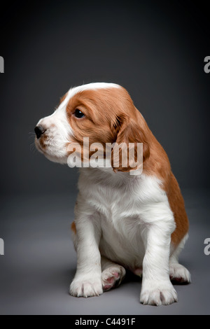 Welsh Springer Spaniel Welpen. Stockfoto