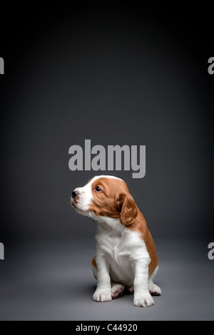 Welsh Springer Spaniel Welpen. Stockfoto