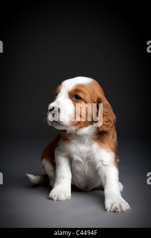 Welsh Springer Spaniel Welpen. Stockfoto