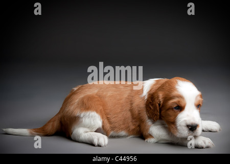 Welsh Springer Spaniel Welpen. Stockfoto