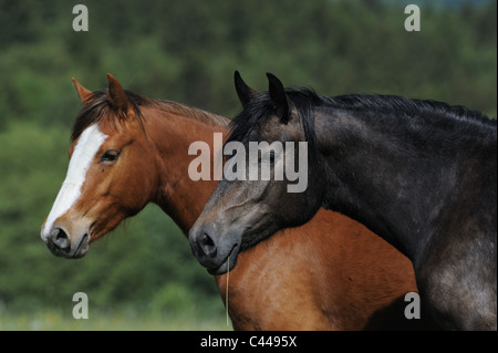 Connemara Pony (Equus Ferus Caballus), zwei Stuten, die auf einer Wiese. Stockfoto