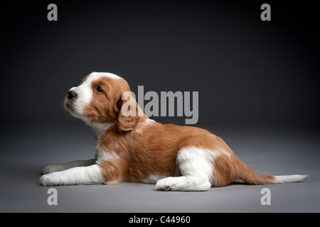 Welsh Springer Spaniel Welpen. Stockfoto