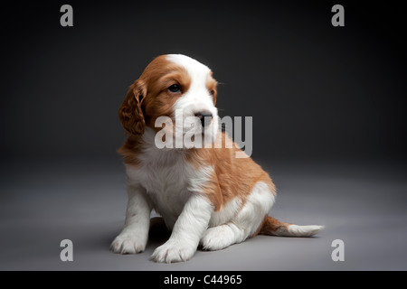 Welsh Springer Spaniel Welpen. Stockfoto