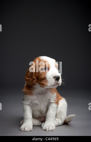 Welsh Springer Spaniel Welpen. Stockfoto