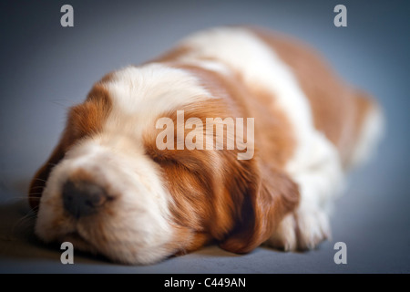 Welsh Springer Spaniel Welpen. Stockfoto