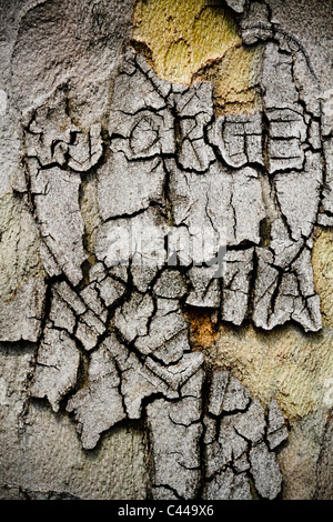 Herz mit Namen auf Baumstamm geschnitzt Stockfoto
