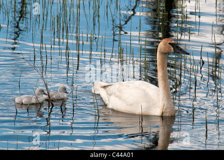 Cygnets, Trompeter Schwan, Cygnus Buccinator, Yukon, Kanada, Nordamerika, Hühner, jung, Amerika, Vögel, Tiere, Schwimmen Stockfoto