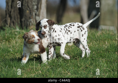 Dalmatiner und Australian Shepherd (Canis Lupus Familiaris). Zwei Welpen auf einer Wiese spielen. Stockfoto