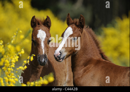 German Riding Pony und Welsh Pony (Equus Ferus Caballus). Fohlen in blühenden Ginster. Stockfoto