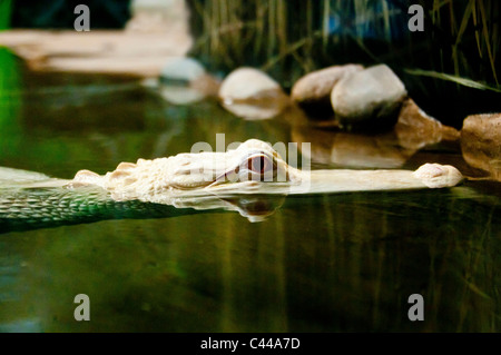 Albino Alligator, weiße, Schwimmen, River, USA, Nordamerika, Amerika, Tier Stockfoto