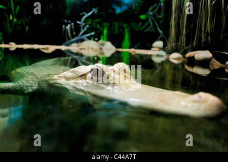 Albino Alligator, weiße, Schwimmen, River, USA, Nordamerika, Amerika, Tier Stockfoto