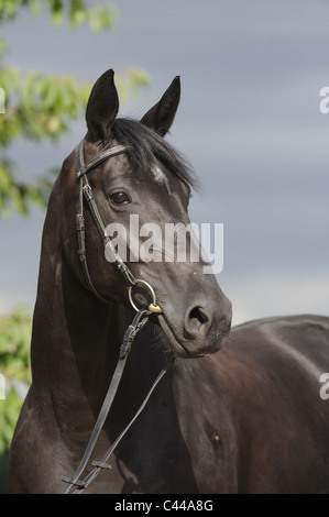 Deutschen Warmblut (Equus Ferus Caballus). Portrait über ein schwarzes Pferd mit Trense. Stockfoto