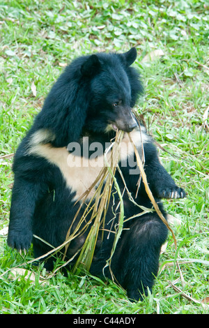 Asiatische Schwarzbären, Mond, Bär, Ursus Thibetanus, Tiere Asia Foundation Heiligtum, Tam Dao Nationalpark, Vietnam, Asien, Tiere Stockfoto