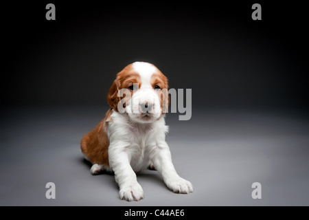 Welsh Springer Spaniel Welpen. Stockfoto